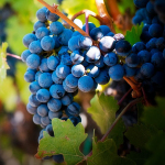 Michele Placido crea il suo vino, realizzato al 100% in Puglia