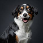 I cani riconoscono le persone cattive: lo dice la scienza