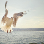 PILLOLE DI BENESSERE CON ANNALISA LULLO