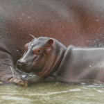Fasano, nato un ippopotamo allo Zoosafari