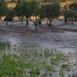 Minervino, scoppiano le tubature del Consorzio di Bonifica: ‘Campi allagati, scenario da alluvione’