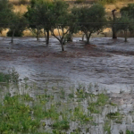 Minervino, scoppiano le tubature del Consorzio di Bonifica: ‘Campi allagati, scenario da alluvione’