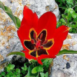 Altro che tulipano nero!