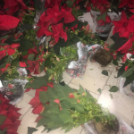 Ritrovate le stelle di Natale dell’ANT rubate a Torre Santa Susanna