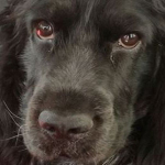 Abbandonare il cane è un delitto