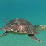 La tartaruga pugliese e la sua nuova vita