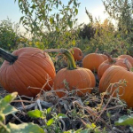 HALLOWEEN IN PUGLIA E NON SOLO…!