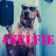 Guadagnare con i selfie:da oggi si può!