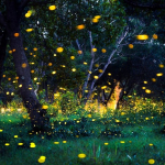 In Puglia in tour nel 'Bosco delle Lucciole'