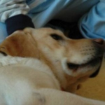 Bari, un labrador in corsia