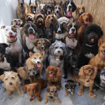 Da Fasano in Ucraina per salvare i cani